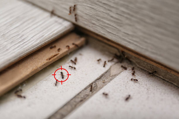 Best Exterminator Services  in Phoenix, IL